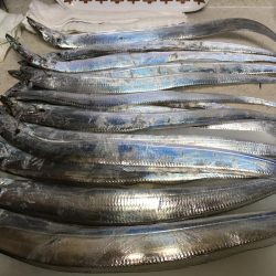 タチウオは好調